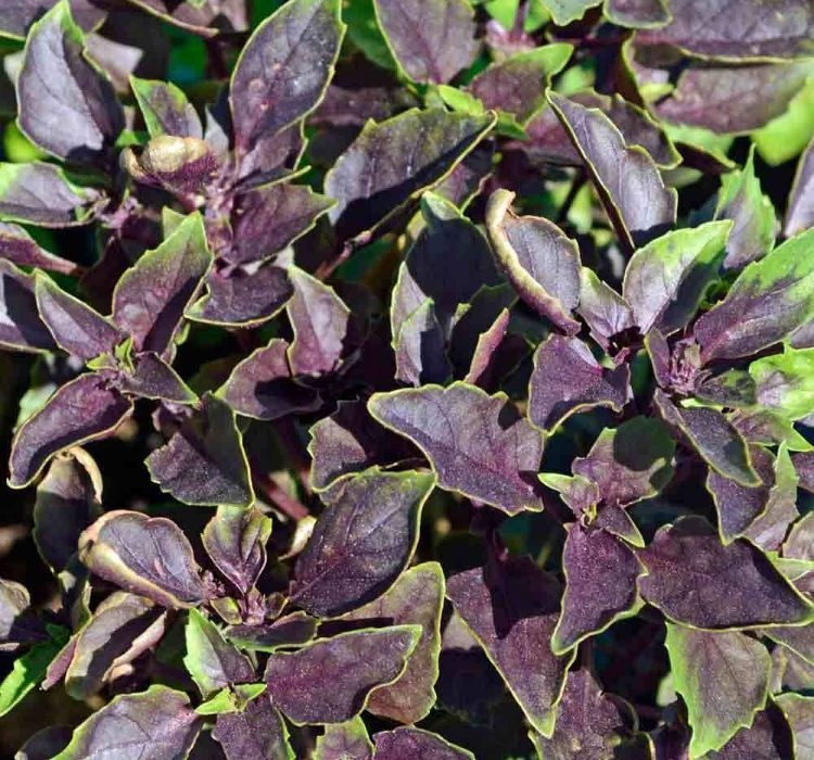 REYHAN%20MOR%20%20(%20ÇOKLU%20TOHUM%20)%20-%205%20Gram