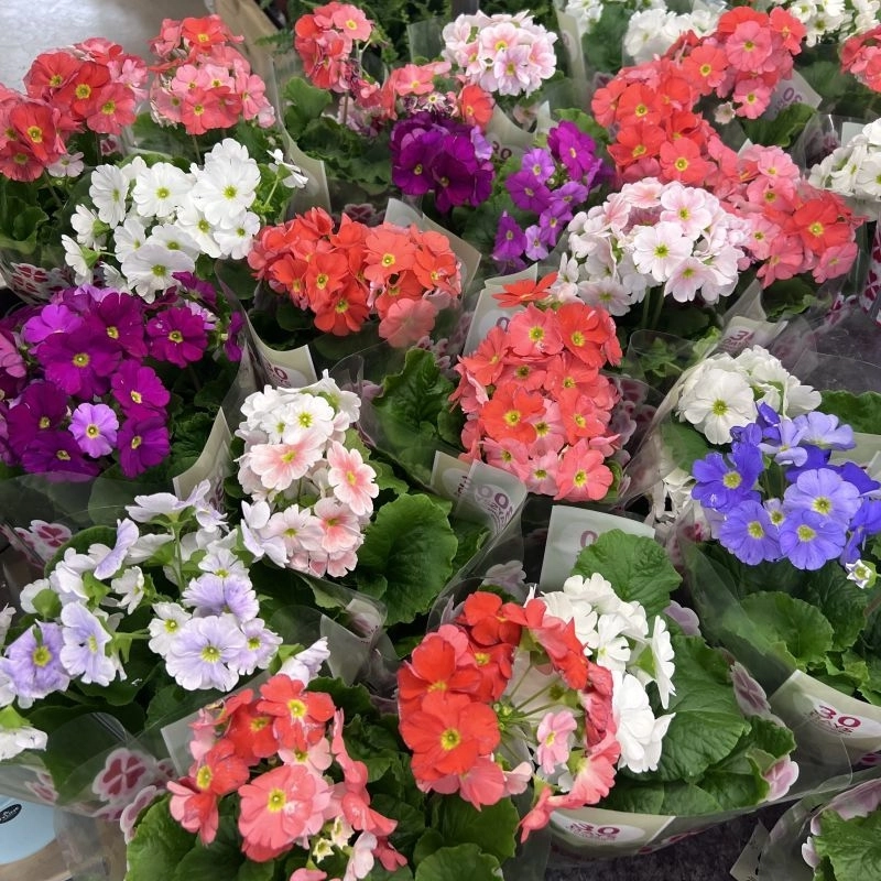 OnBir%20Ay%20Çiçeği%20Karışık%20Renk%20-%20Saksılık%205%20Tohum