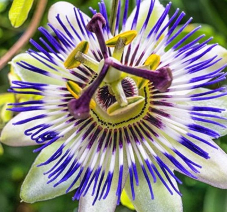 Çarkıfelek%20Passiflora%20Çiçeği%20Tohumu