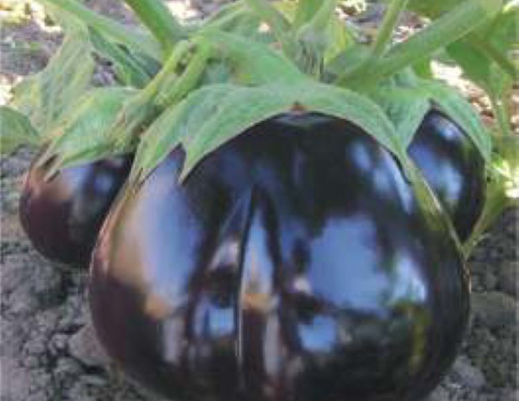 Patlıcan%20Topan%20Tohumu%20-%20Aksel%2010%20gr