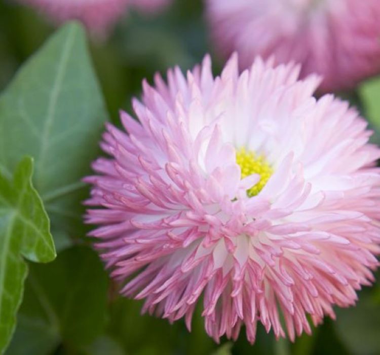 Pembe%20Katmerli%20Şeker%20Tabağı%20F1%20Tohumu%20(%2010%20Tohum%20)