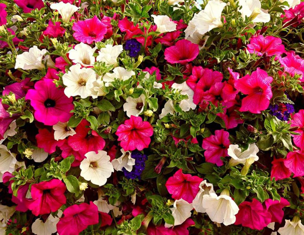 Petunya%20(%20+250%20Tohum%20)%20-%20Akgen