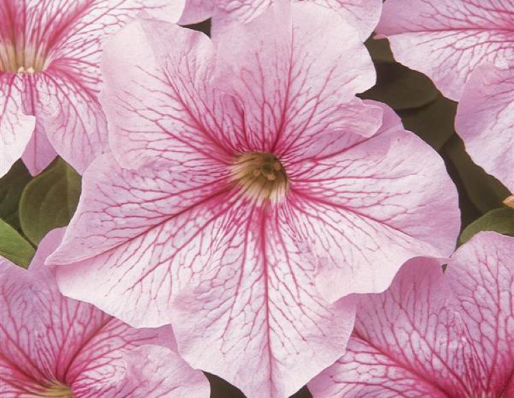 10%20Farklı%20Renk%20Petunya%20Tohumu%20(%2020%20Tohum%20)