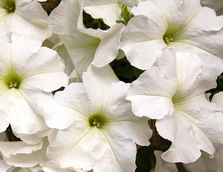 10%20Farklı%20Renk%20Petunya%20Tohumu%20(%2020%20Tohum%20)