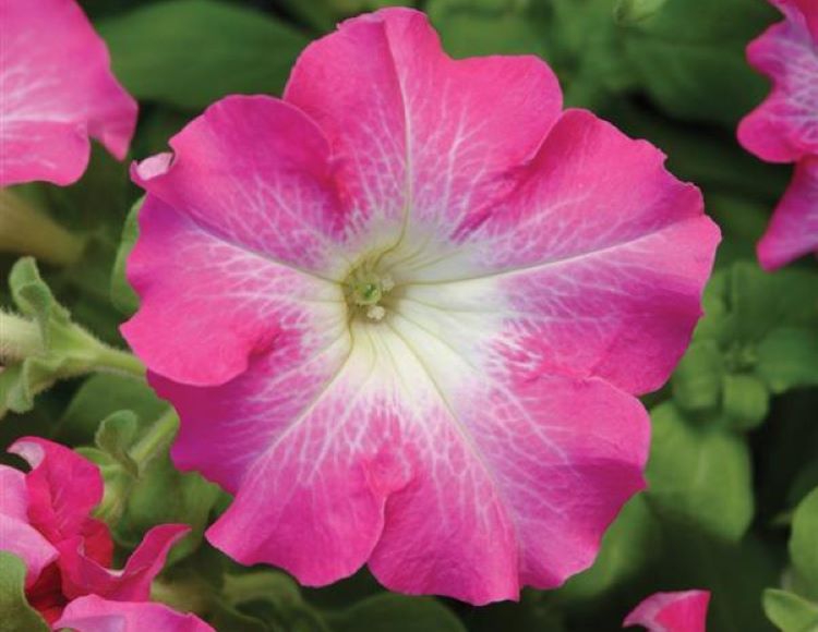 10%20Farklı%20Renk%20Petunya%20Tohumu%20(%2020%20Tohum%20)