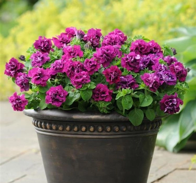 Petunya%20Katmerli%20Seri%20Burgundy%20Renk%20-%20Saksılık%2010%20Tohum