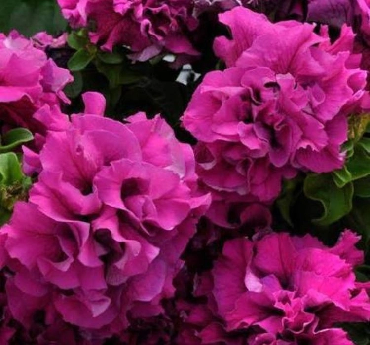 Petunya%20Katmerli%20Seri%20Burgundy%20Renk%20-%20Saksılık%2010%20Tohum