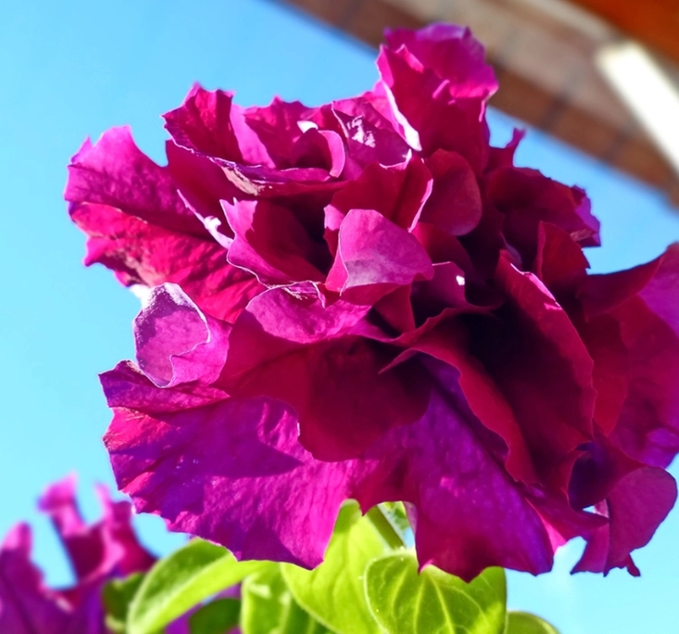 Petunya%20Katmerli%20Seri%20Burgundy%20Renk%20-%20Saksılık%2010%20Tohum