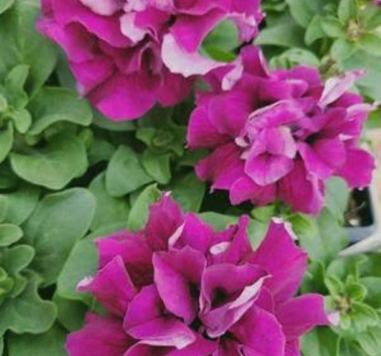 Petunya%20Katmerli%20Seri%20Burgundy%20Renk%20-%20Saksılık%2010%20Tohum