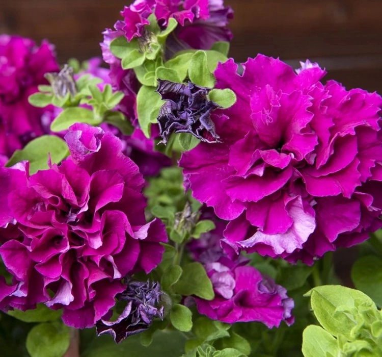 Petunya%20Katmerli%20Seri%20Burgundy%20Renk%20-%20Saksılık%2010%20Tohum