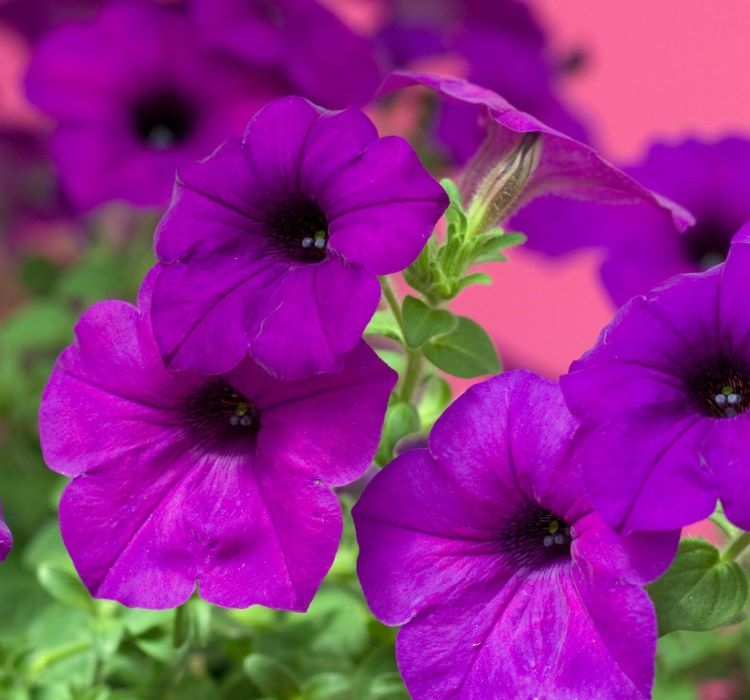 Petunya%20-%20Büyük%20Dev%20Salkım%20Sarkıcı%20-%20PURBLE (%205%20Tohum%20)