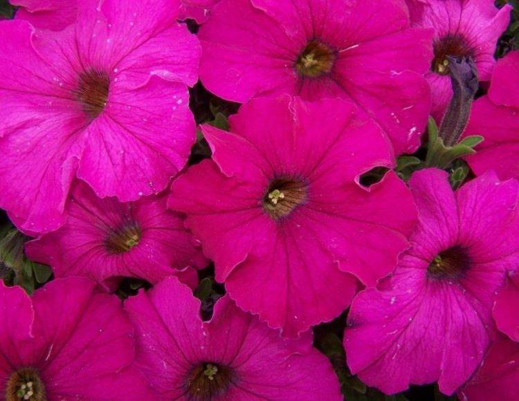 10%20Farklı%20Renk%20Petunya%20Tohumu%20(%2020%20Tohum%20)