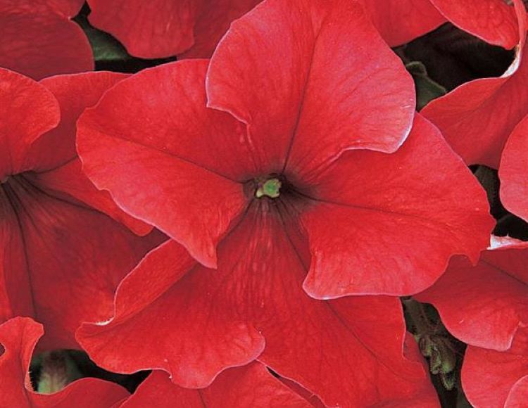 10%20Farklı%20Renk%20Petunya%20Tohumu%20(%2020%20Tohum%20)