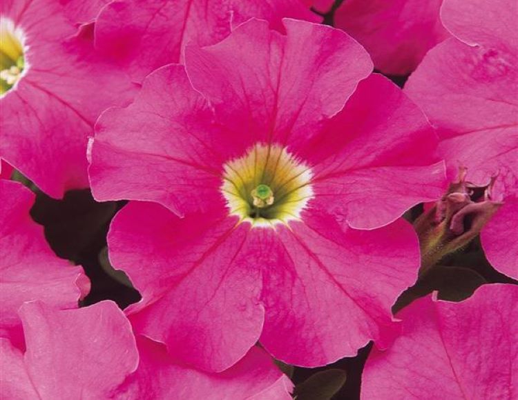 10%20Farklı%20Renk%20Petunya%20Tohumu%20(%2020%20Tohum%20)