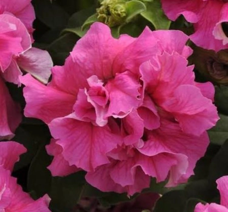 Petunya%20Katmerli%20Seri%20Pembe%20Renk%20-%20Saksılık%2010%20Tohum