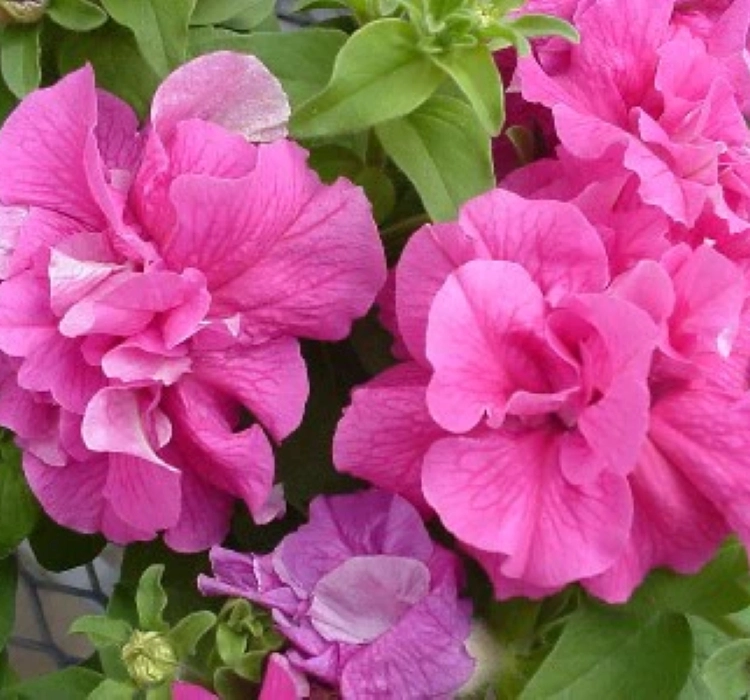 Petunya%20Katmerli%20Seri%20Pembe%20Renk%20-%20Saksılık%2010%20Tohum