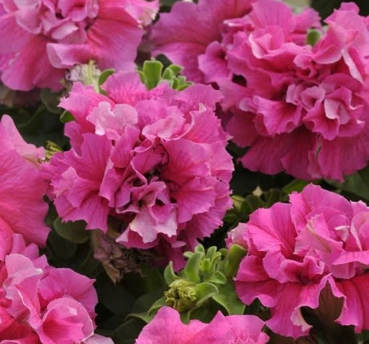 Petunya%20Katmerli%20Seri%20Pembe%20Renk%20-%20Saksılık%2010%20Tohum