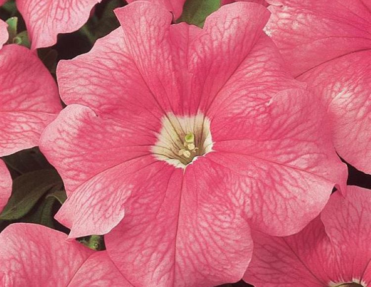 10%20Farklı%20Renk%20Petunya%20Tohumu%20(%2020%20Tohum%20)