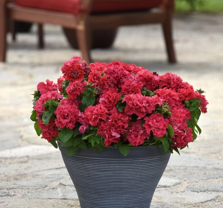 Petunya%20Katmerli%20Seri%20Ateş%20Renk%20-%20Saksılık%2010%20Tohum