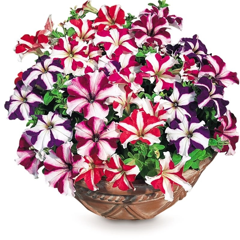 Petunya%20Yaz%20Serisi%20Karışık%20Yıldız%20Renk%20-%20Saksılık%2010%20Tohum