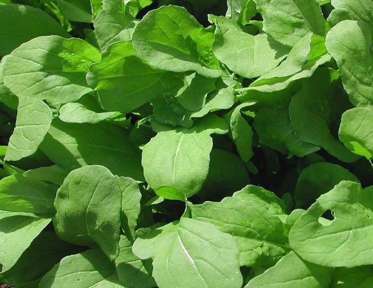 Doğal%20Geniş%20Yapraklı%20Roka%20Tohumu%20