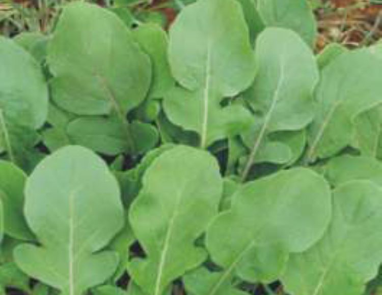 Roka%20Tohumu%20-%20Aksel%2010%20gr