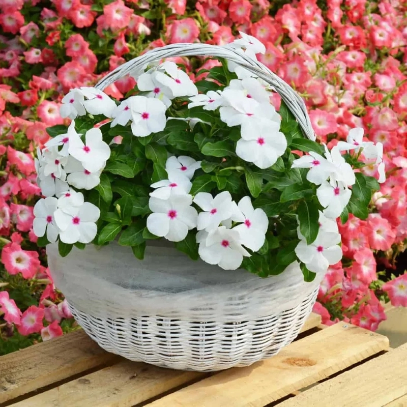 Rozet%20Çiçeği%20Sarkan%20Seri%20Beyaz%20Nokta%20Renk%20-%20Saksılık%205%20Tohum