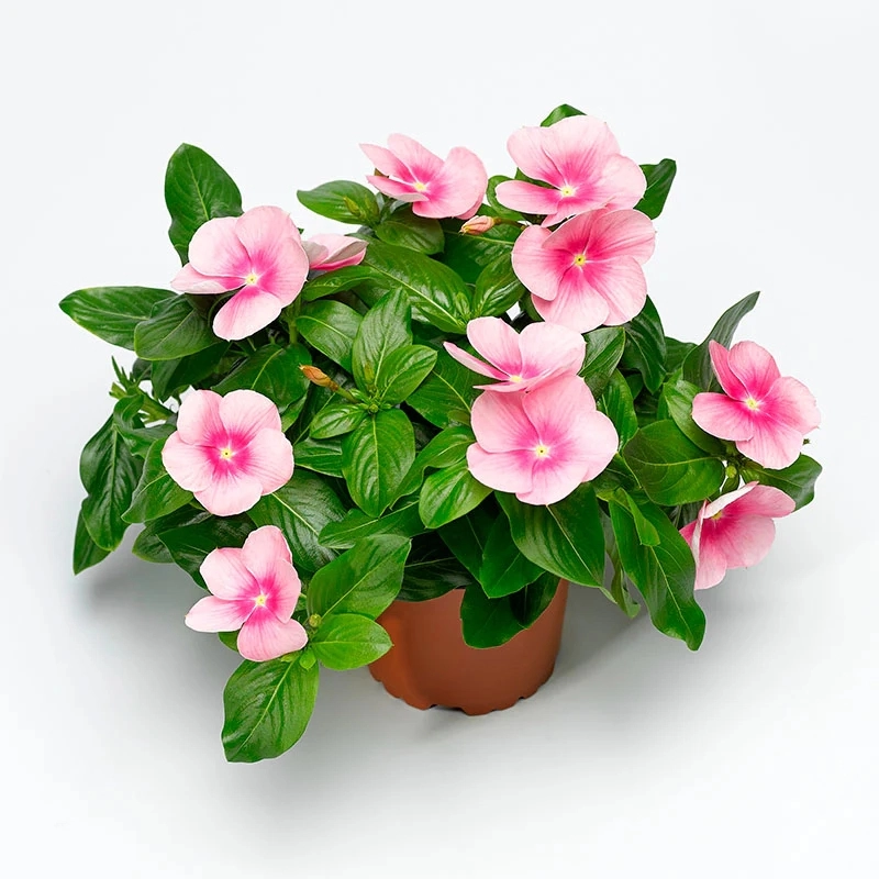 Rozet%20Çiçeği%20Sarkan%20Seri%20Pembe%20Nokta%20Renk%20-%20Saksılık%205%20Tohum