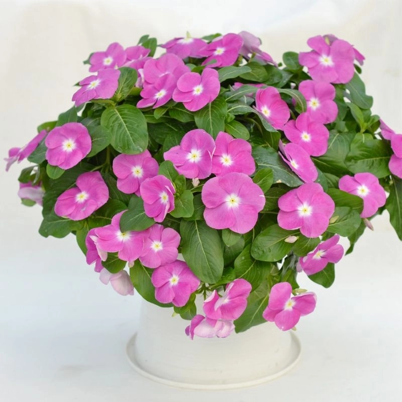 Rozet%20Çiçeği%20Cheery%20Renk%20-%20Saksılık%205%20Tohum