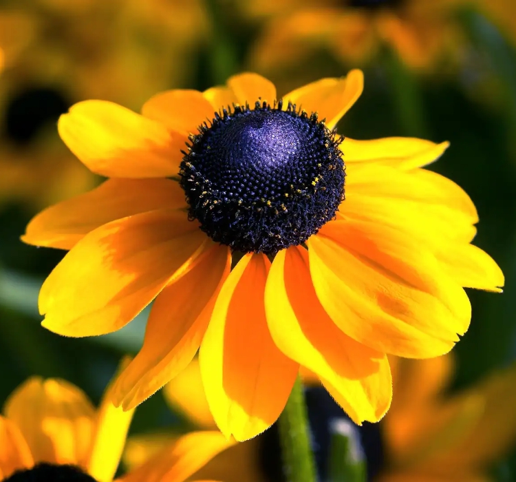 Rudbekya%20Çiçeği%20Tohumu%20(%20Dalgalı%20Bodur%20)%20Sarı%20Kırmızı%20Renkli%20-%205%20Tohum