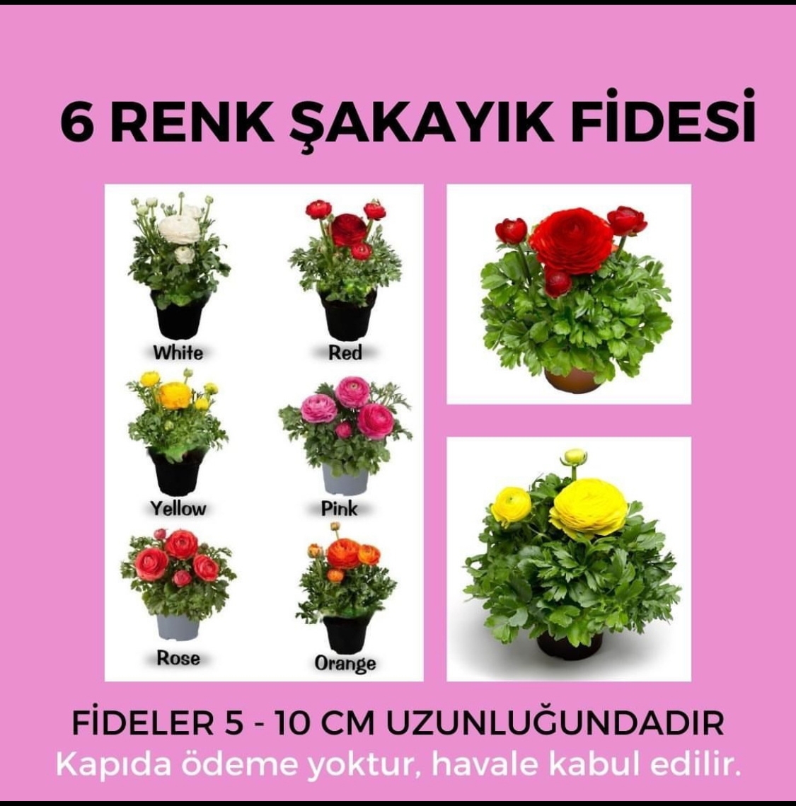 Şakayık%20Çiçeği%20Fidesi%20-%206%20Adet%20-%20Karışık%20Renk