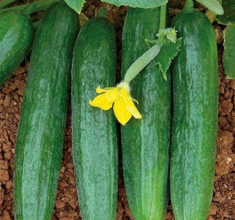 SALATALIK%20BEITH%20ALPHA%20İTHAL%20(%20ÇOKLU%20TOHUM%20)%20-%205%20Gram