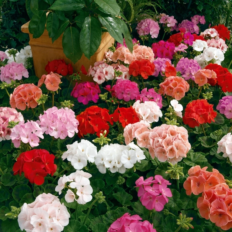 Sardunya%20İri%20Çiçek%20Seri%20Karışık%20Renk%20-%20Saksılık%205%20Tohum