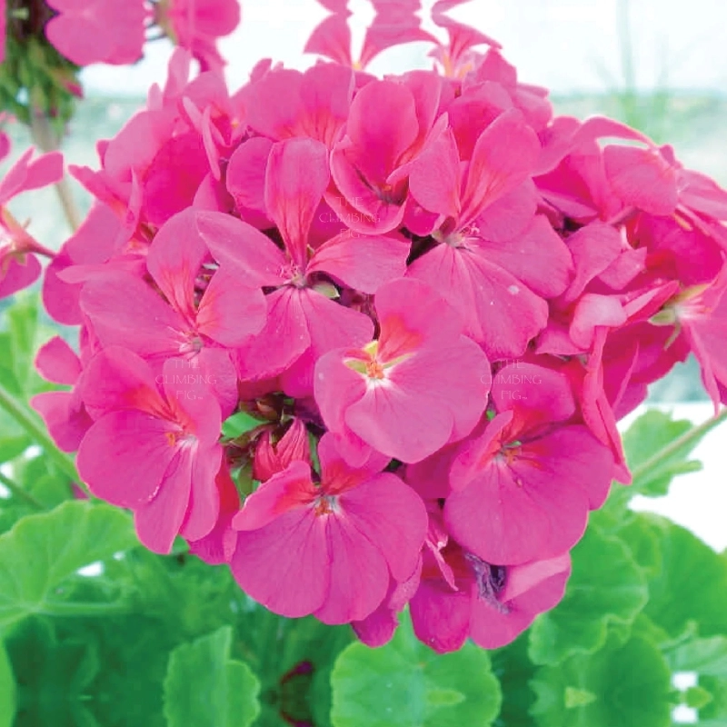 Sardunya%20Antik%20Seri%20Pembe%20Renk%20-%20Saksılık%205%20Tohum