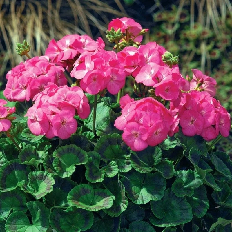 Sardunya%20Antik%20Seri%20Pembe%20Renk%20-%20Saksılık%205%20Tohum