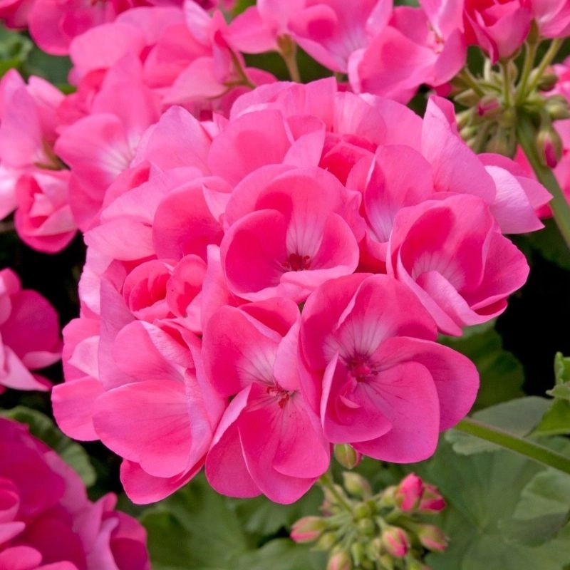 Sardunya%20Antik%20Seri%20Pembe%20Renk%20-%20Saksılık%205%20Tohum