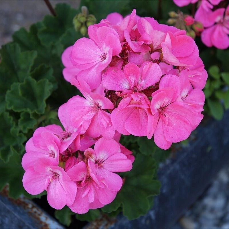 Sardunya%20Antik%20Seri%20Pembe%20Renk%20-%20Saksılık%205%20Tohum
