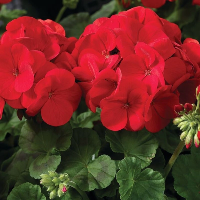 Sardunya%20Antik%20Seri%20Scarlet%20Renk%20-%20Saksılık%205%20Tohum