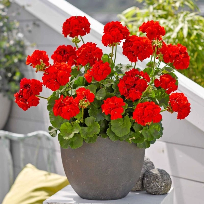 Sardunya%20Antik%20Seri%20Scarlet%20Renk%20-%20Saksılık%205%20Tohum