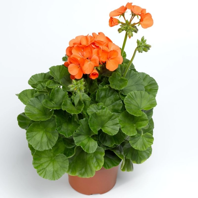 Sardunya%20Antik%20Seri%20Turuncu%20Renk%20-%20Saksılık%205%20Tohum
