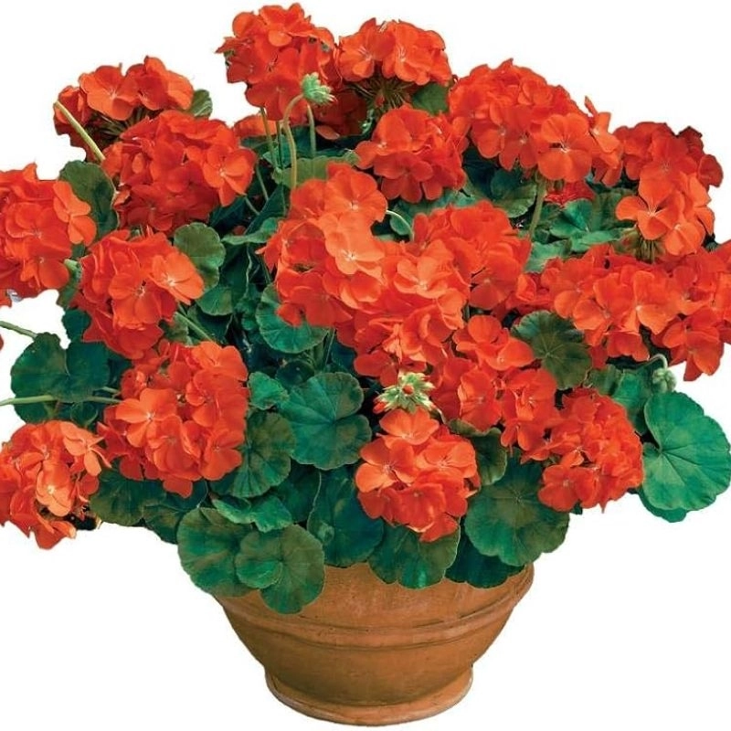 Sardunya%20Antik%20Seri%20Turuncu%20Renk%20-%20Saksılık%205%20Tohum