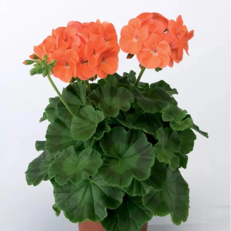 Sardunya%20İri%20Çiçek%20Seri%20Somon%20Renk%20-%20Saksılık%205%20Tohum
