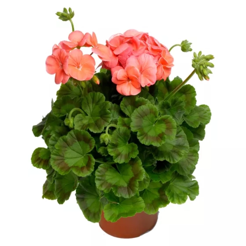 Sardunya%20İri%20Çiçek%20Seri%20Somon%20Renk%20-%20Saksılık%205%20Tohum