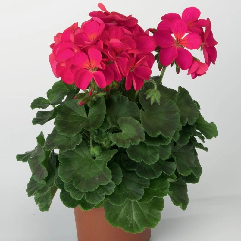 Sardunya%20İri%20Çiçek%20Seri%20Viyolet%20Renk%20-%20Saksılık%205%20Tohum