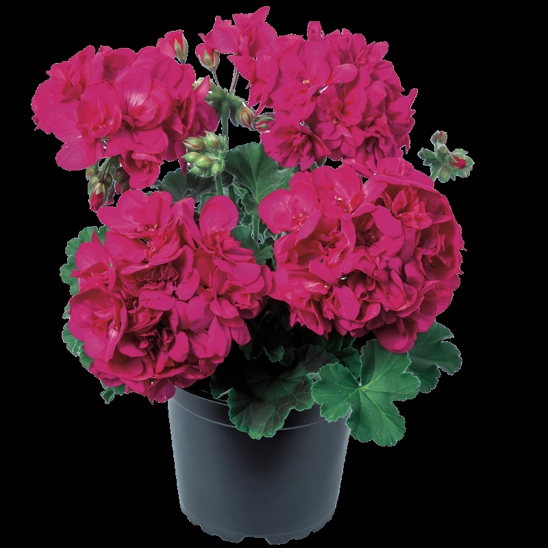 Sardunya%20İri%20Çiçek%20Seri%20Viyolet%20Renk%20-%20Saksılık%205%20Tohum