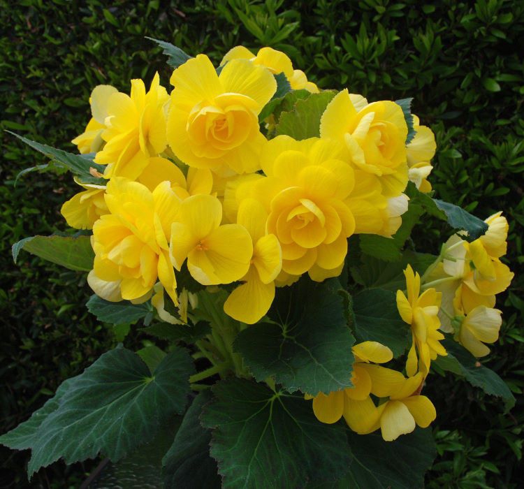 Katmerli%20Sarı%20Begonya%20F1%20Tohumu%20(%2015%20Tohum%20)