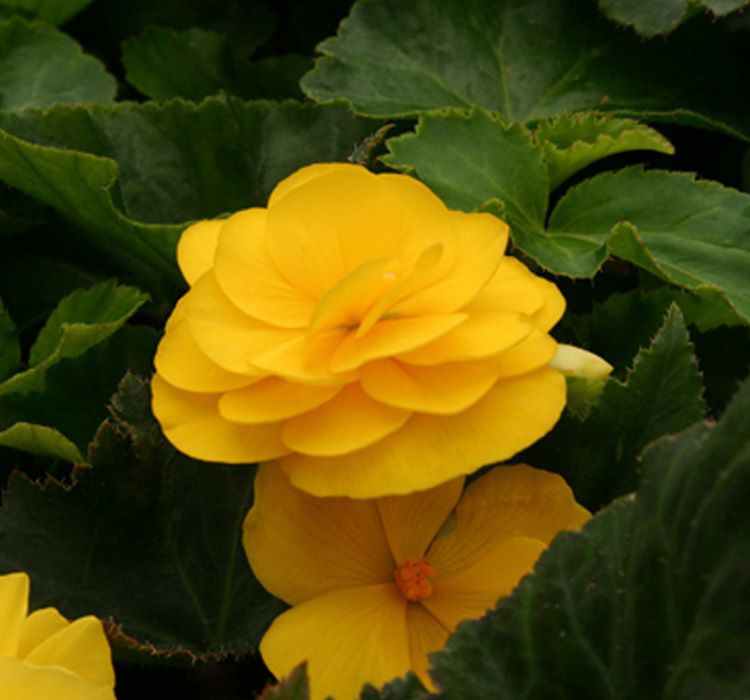 Katmerli%20Sarı%20Begonya%20F1%20Tohumu%20(%2015%20Tohum%20)