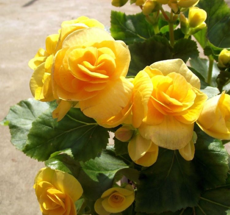 Katmerli%20Sarı%20Begonya%20F1%20Tohumu%20(%2015%20Tohum%20)