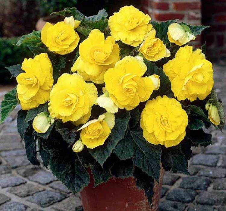 Katmerli%20Sarı%20Begonya%20F1%20Tohumu%20(%2015%20Tohum%20)