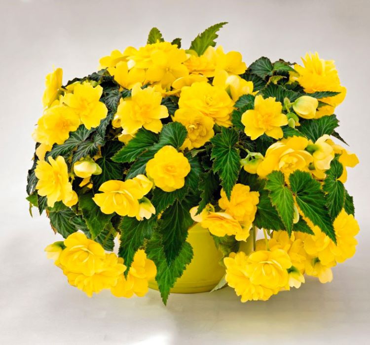 Katmerli%20Sarı%20Begonya%20F1%20Tohumu%20(%2015%20Tohum%20)